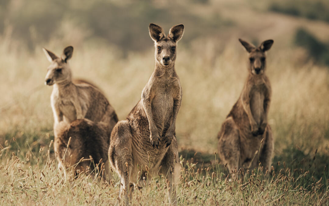 Kangaroo Safari