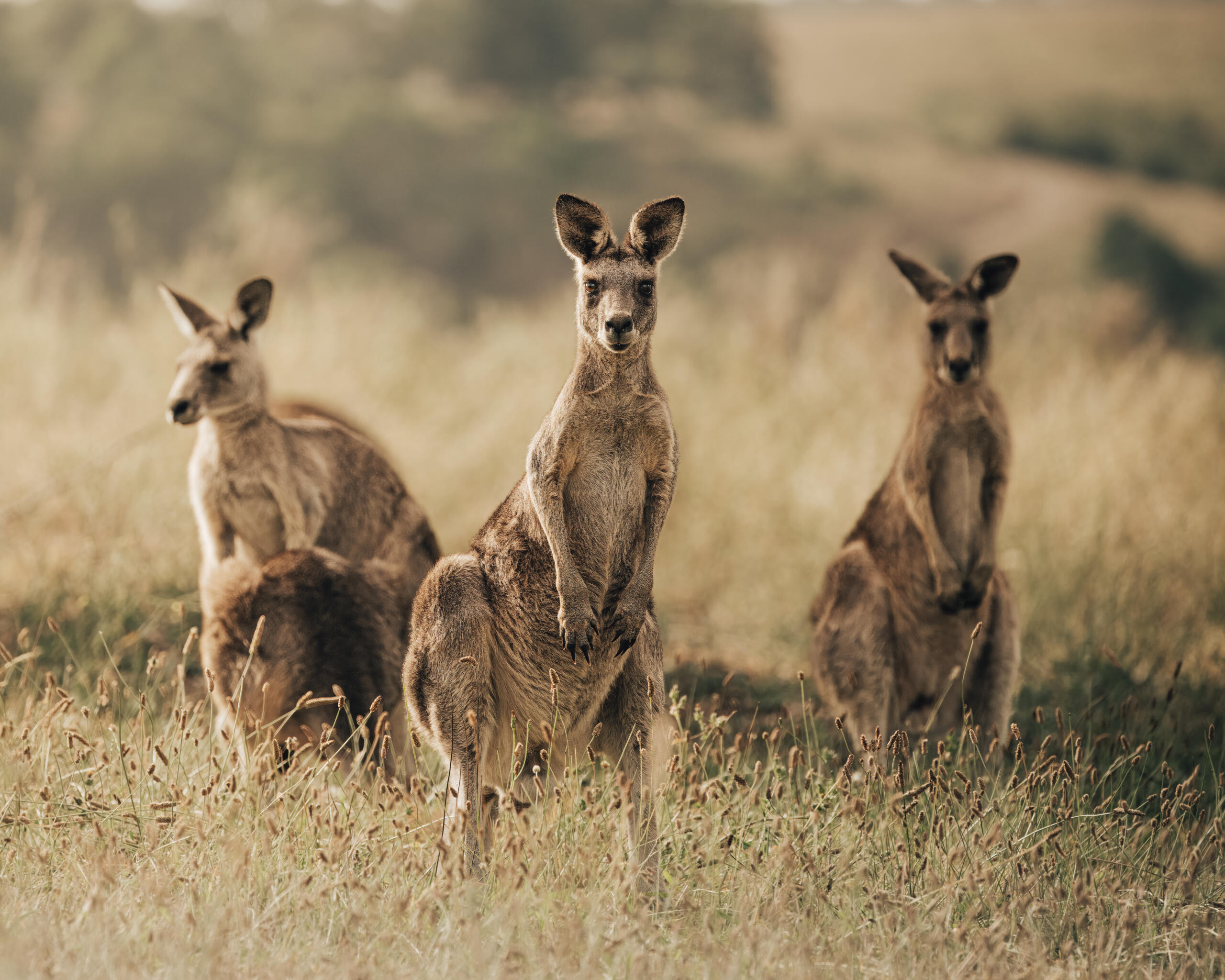 Three kangaroos in a field